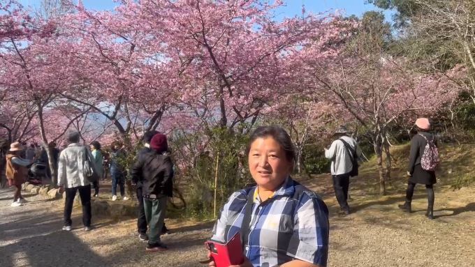 2024桃源鄉寶山櫻花季登場！